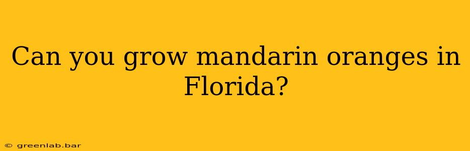 Can you grow mandarin oranges in Florida?