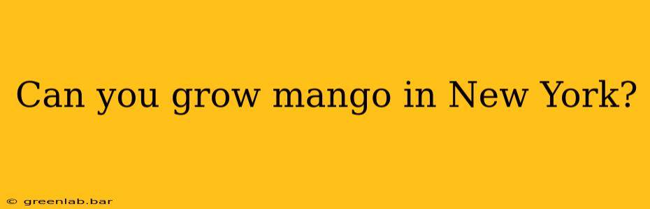 Can you grow mango in New York?