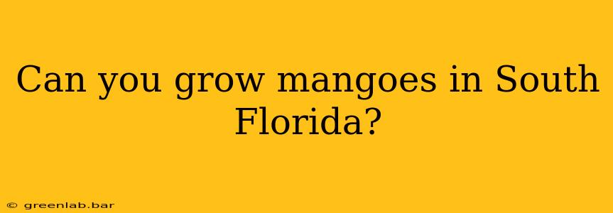 Can you grow mangoes in South Florida?