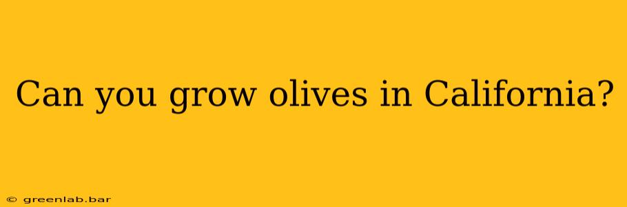 Can you grow olives in California?