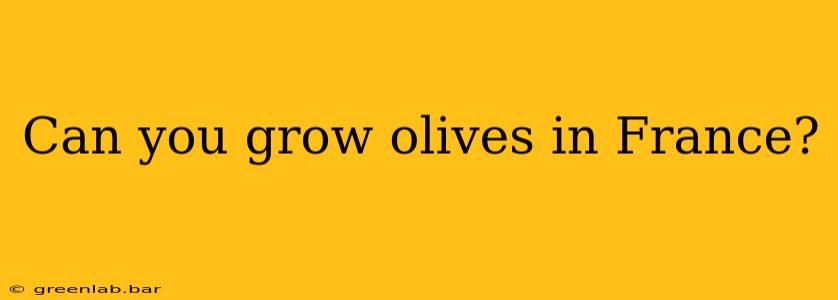 Can you grow olives in France?