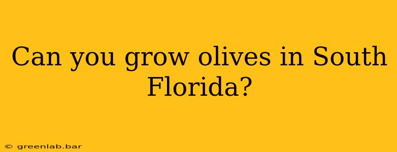 Can you grow olives in South Florida?