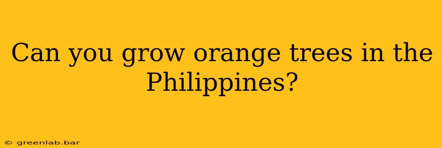 Can you grow orange trees in the Philippines?