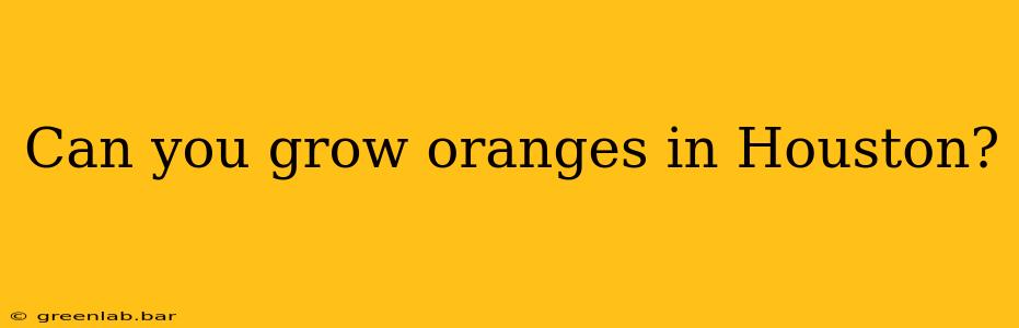 Can you grow oranges in Houston?