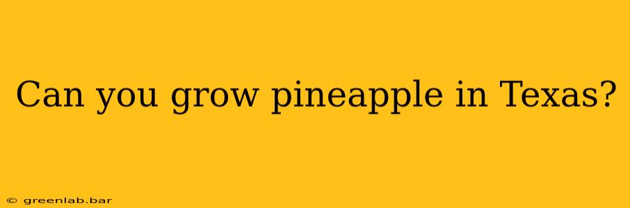 Can you grow pineapple in Texas?