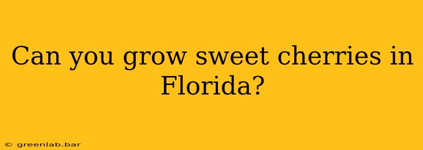 Can you grow sweet cherries in Florida?