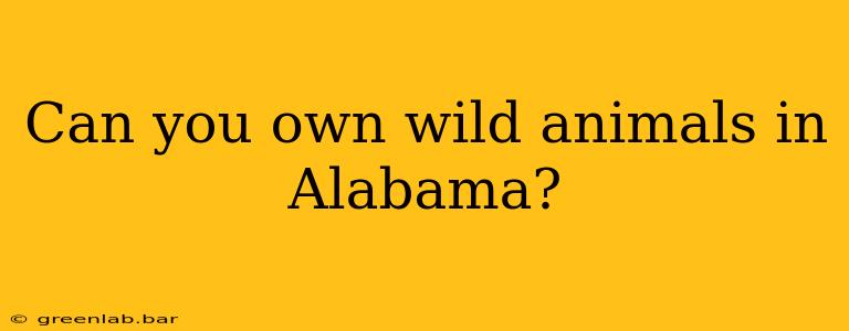 Can you own wild animals in Alabama?