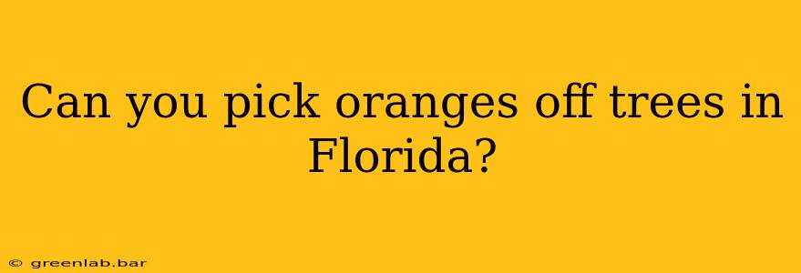 Can you pick oranges off trees in Florida?