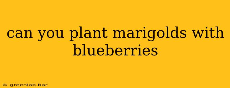 can you plant marigolds with blueberries