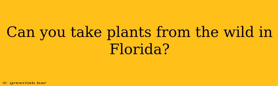 Can you take plants from the wild in Florida?