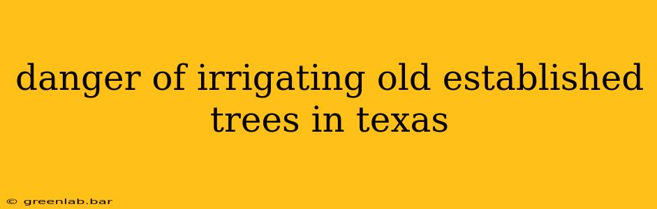 danger of irrigating old established trees in texas