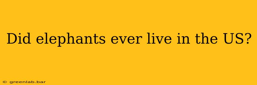 Did elephants ever live in the US?