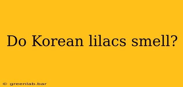 Do Korean lilacs smell?