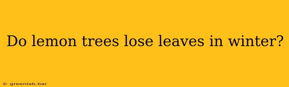 Do lemon trees lose leaves in winter?