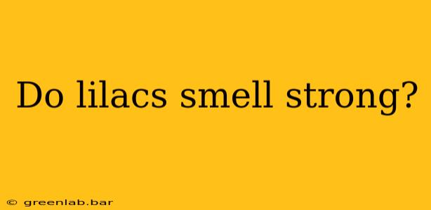 Do lilacs smell strong?