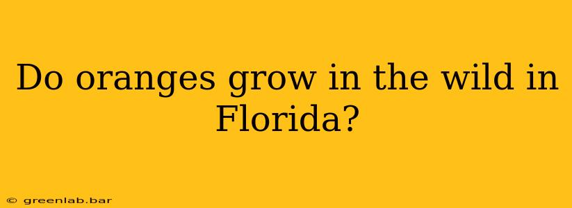 Do oranges grow in the wild in Florida?