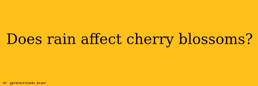 Does rain affect cherry blossoms?