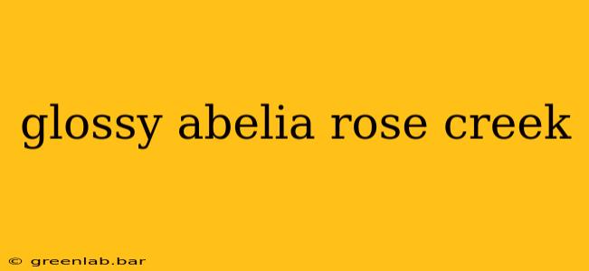 glossy abelia rose creek