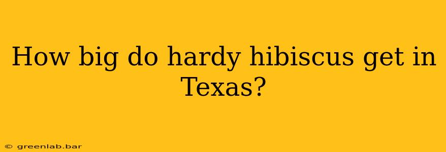 How big do hardy hibiscus get in Texas?