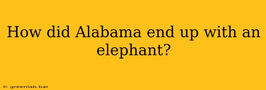 How did Alabama end up with an elephant?