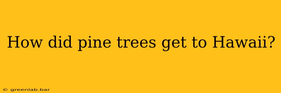 How did pine trees get to Hawaii?