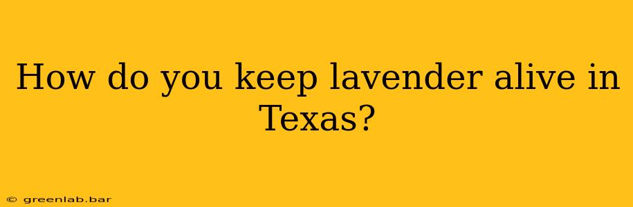 How do you keep lavender alive in Texas?