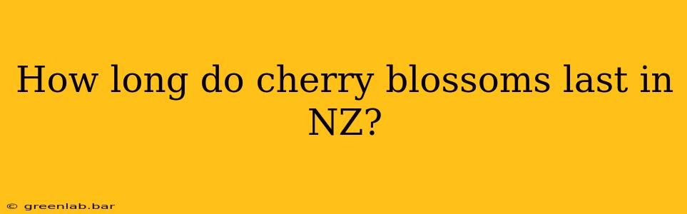 How long do cherry blossoms last in NZ?