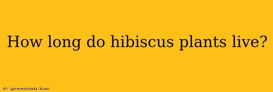 How long do hibiscus plants live?