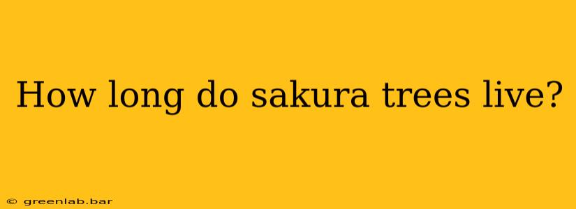 How long do sakura trees live?