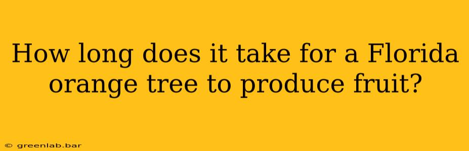 How long does it take for a Florida orange tree to produce fruit?