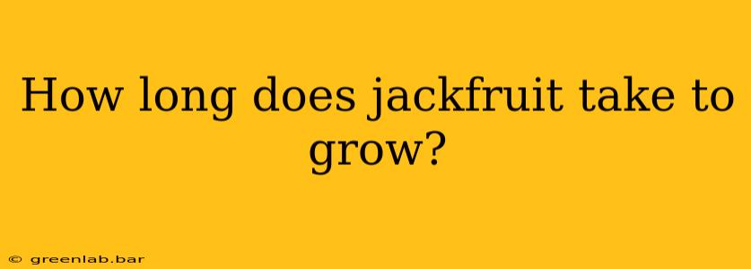 How long does jackfruit take to grow?