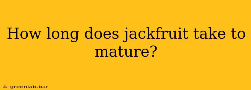 How long does jackfruit take to mature?