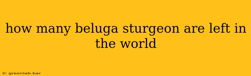 how many beluga sturgeon are left in the world