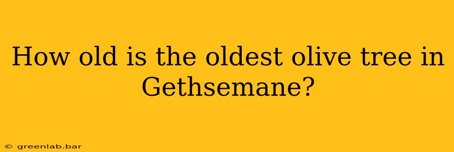 How old is the oldest olive tree in Gethsemane?