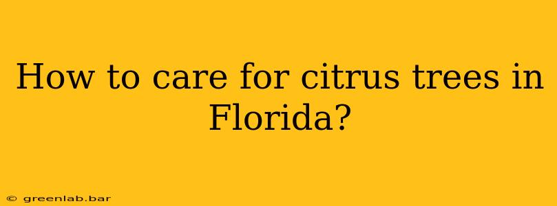 How to care for citrus trees in Florida?