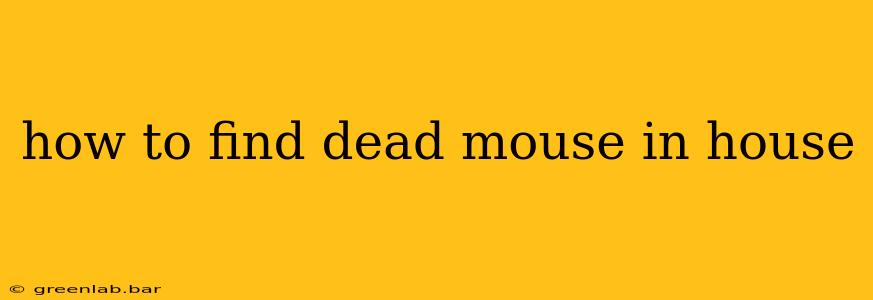 how to find dead mouse in house