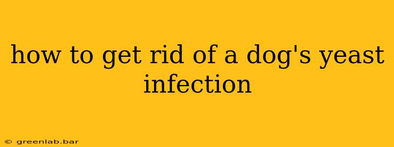 how to get rid of a dog's yeast infection