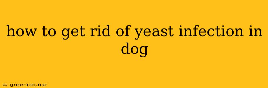 how to get rid of yeast infection in dog