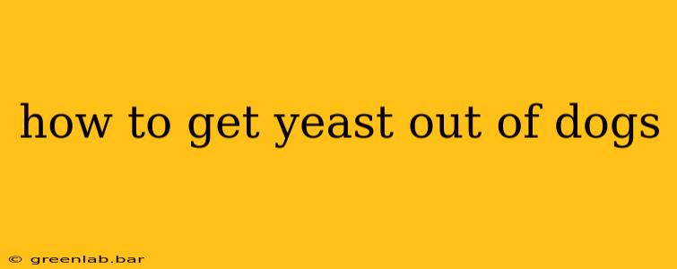 how to get yeast out of dogs