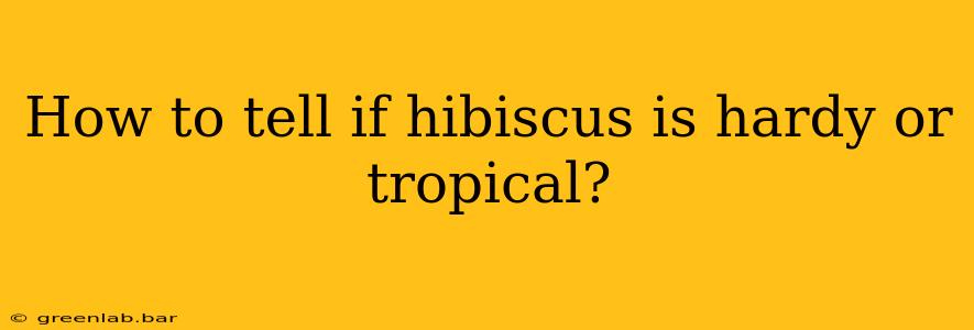 How to tell if hibiscus is hardy or tropical?