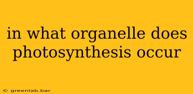 in what organelle does photosynthesis occur