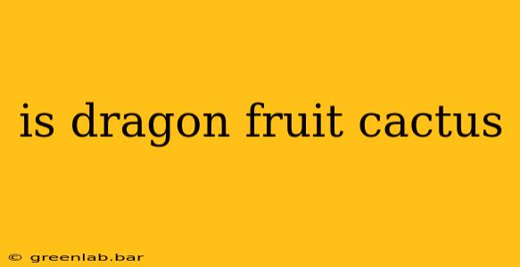 is dragon fruit cactus