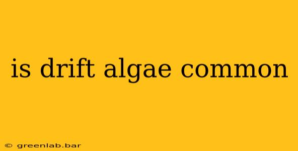 is drift algae common