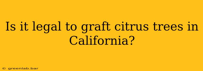 Is it legal to graft citrus trees in California?