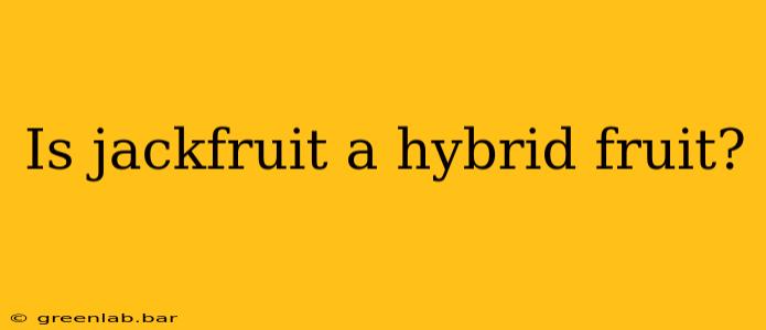 Is jackfruit a hybrid fruit?