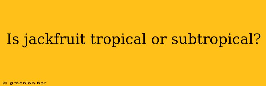 Is jackfruit tropical or subtropical?