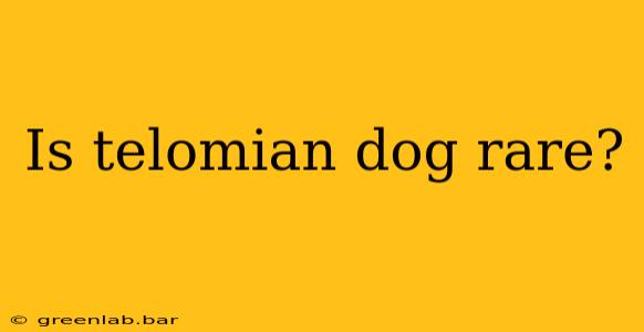 Is telomian dog rare?