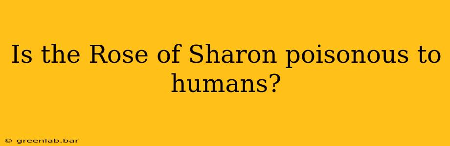 Is the Rose of Sharon poisonous to humans?