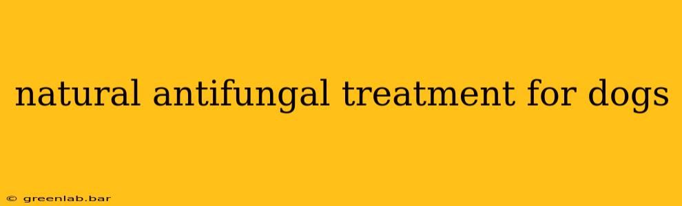 natural antifungal treatment for dogs