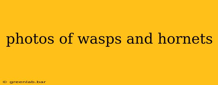 photos of wasps and hornets